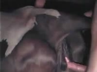 Anal animal sex with a naughty guy